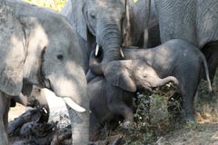 Elephant Trunks